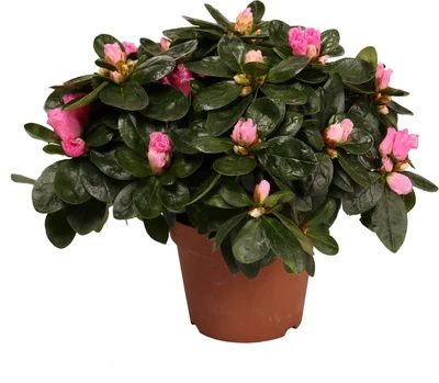 Azalea