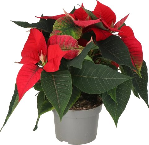 Kerstster